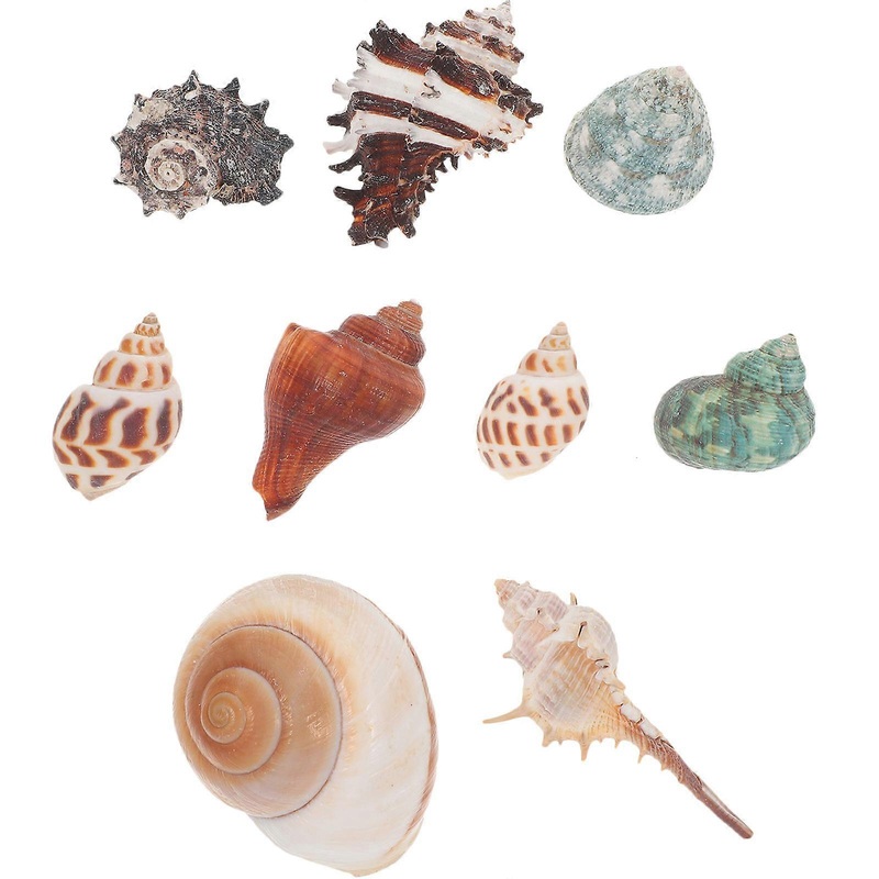 Desktop Conch Decoration, Stylish Shell Accessories for Home Aquascaping